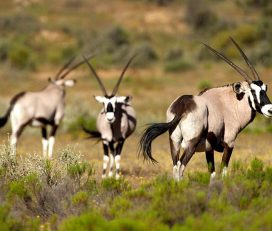 Bushmanskloof Wilderness Reserve