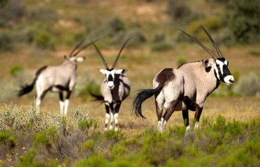 Bushmanskloof Wilderness Reserve