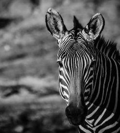 Bushmanskloof Wilderness Reserve