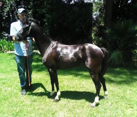 Klein Nederburg Country Guest Farm