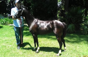 Klein Nederburg Country Guest Farm