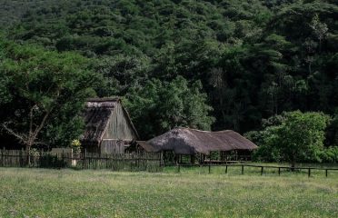 Under the Marula