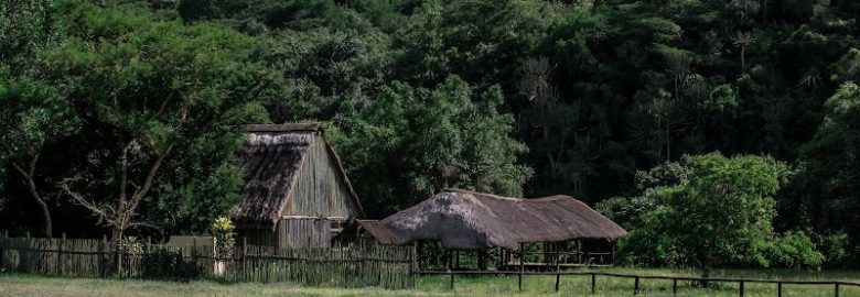 Under the Marula